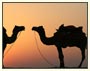 Tours To Rajasthan, Palace On Wheels, Rajasthan Travel Guide, Holidays To Rajasthan